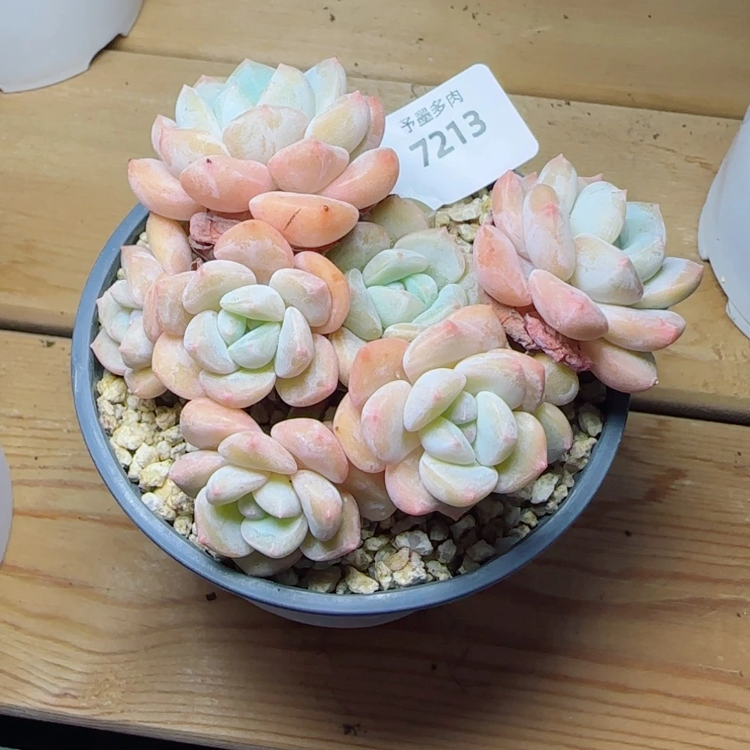 千山雪，7213多肉植物