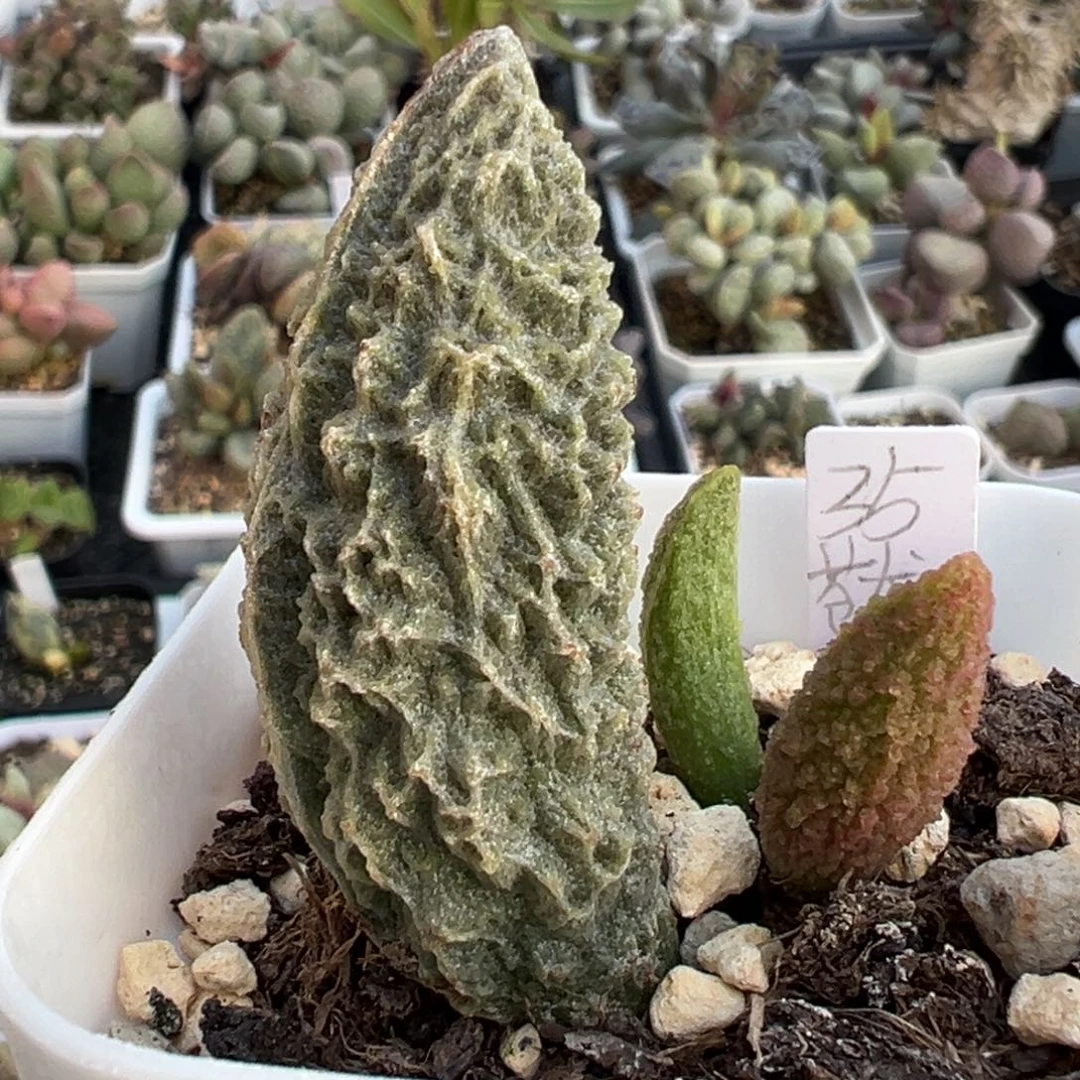 54苍龙拉丝闪电纹大苗