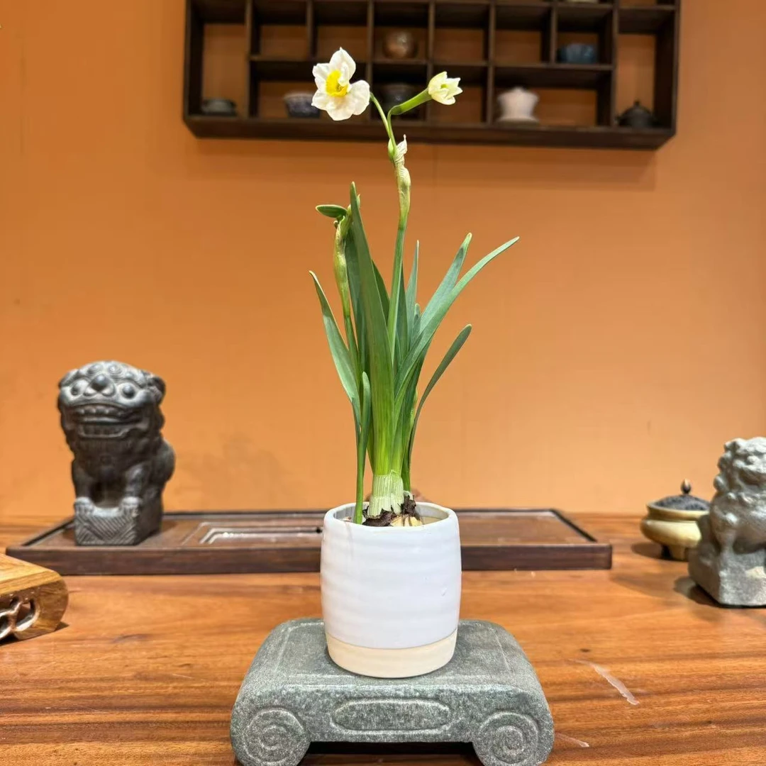 漳州水仙花盆栽水培浓香耐寒花卉带芽带盆发货北方客厅居家年宵花