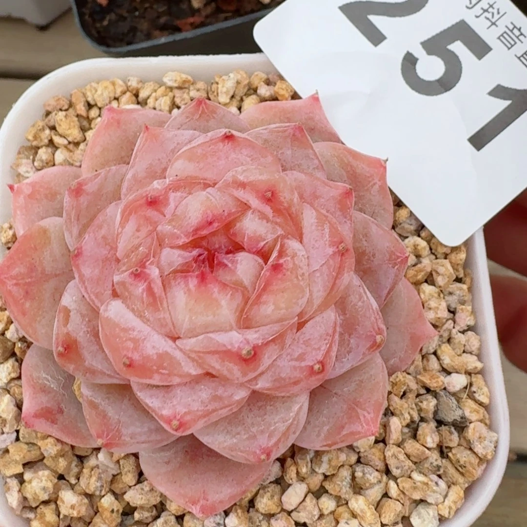 孤品         精品多肉