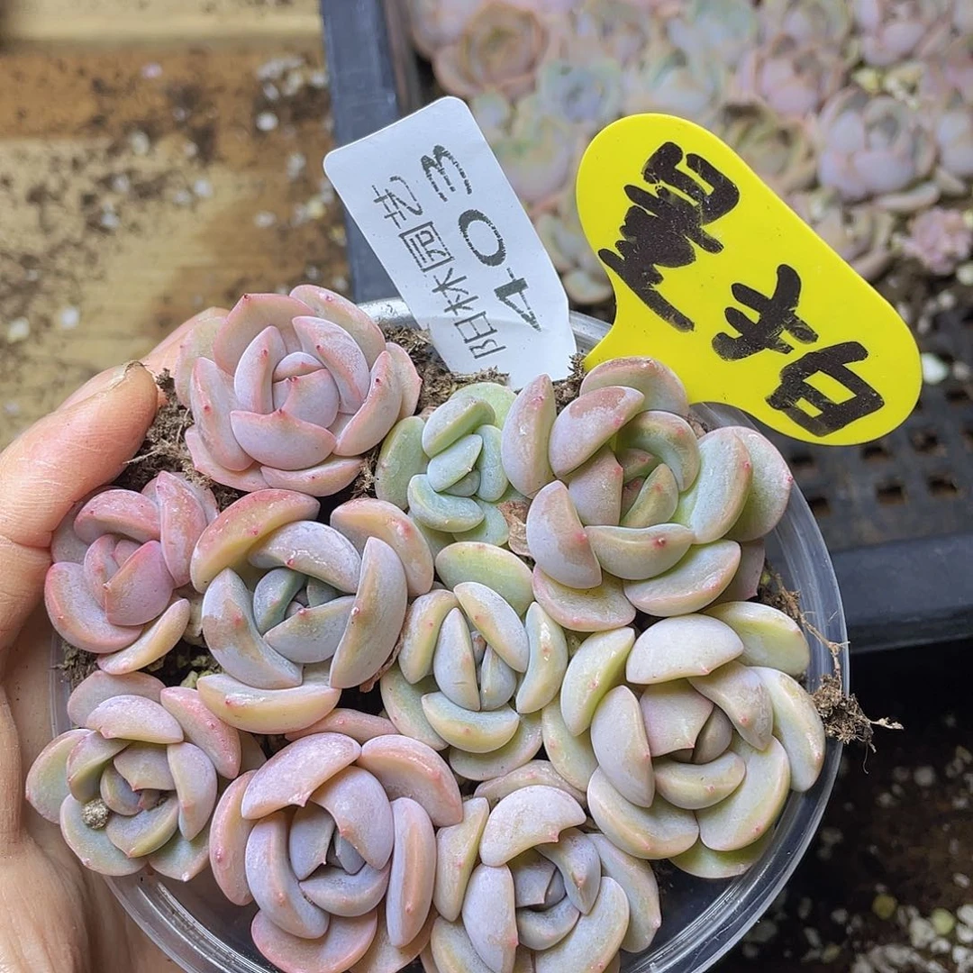 量拍多肉植物多肉植物403