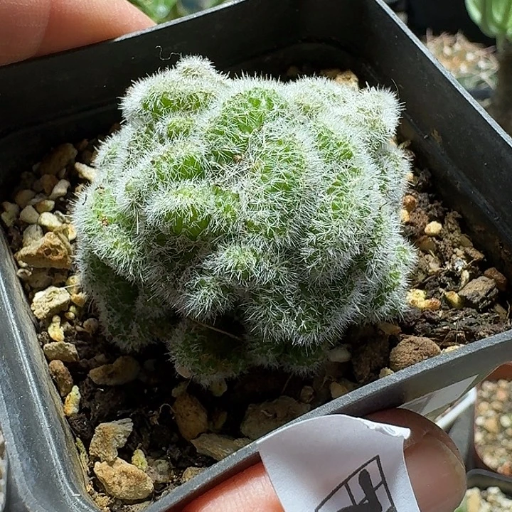 762白檀缀化带盆发货