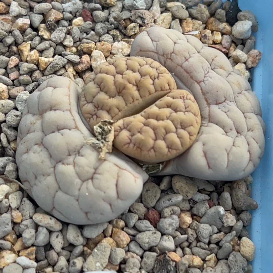 9140睫毛凹凸189一颗