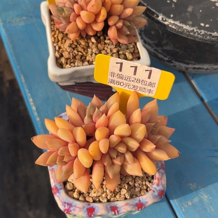 杨***洋大111、bcvcbvjbhh