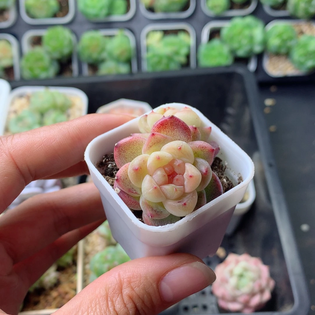 58包邮  群生不包整 29