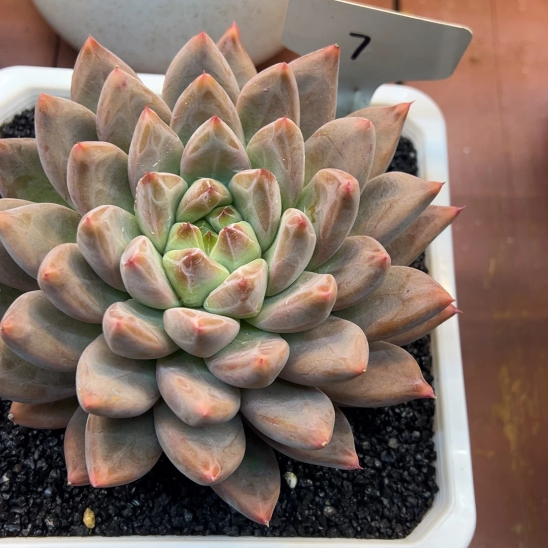 超***人7多肉植物一物一拍