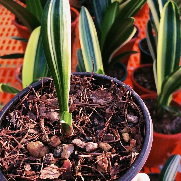 【闪购商品】完全开放文*