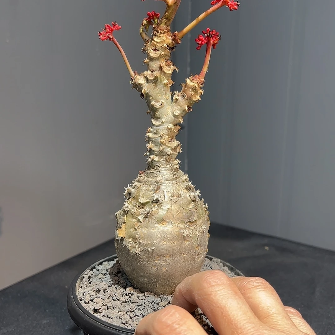 小*珠迷你油桐888888888