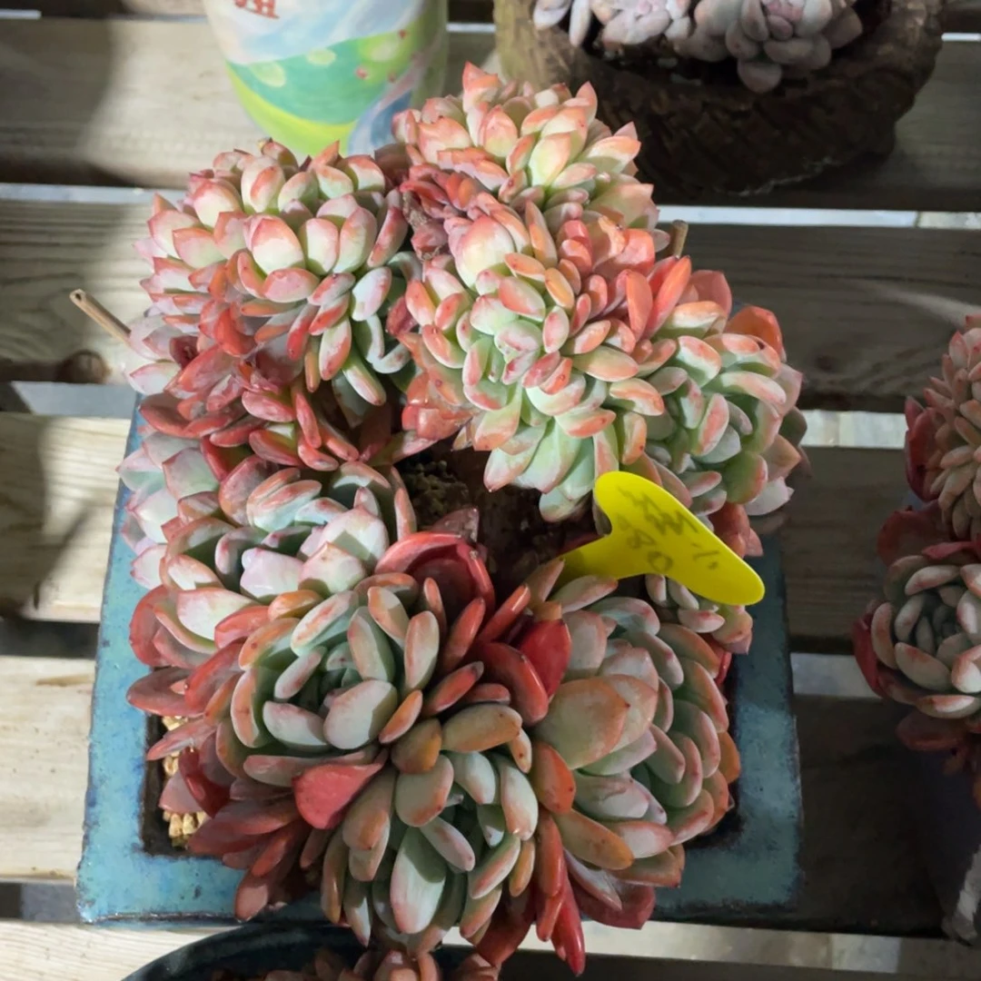 G****磊全明星缀化一个480