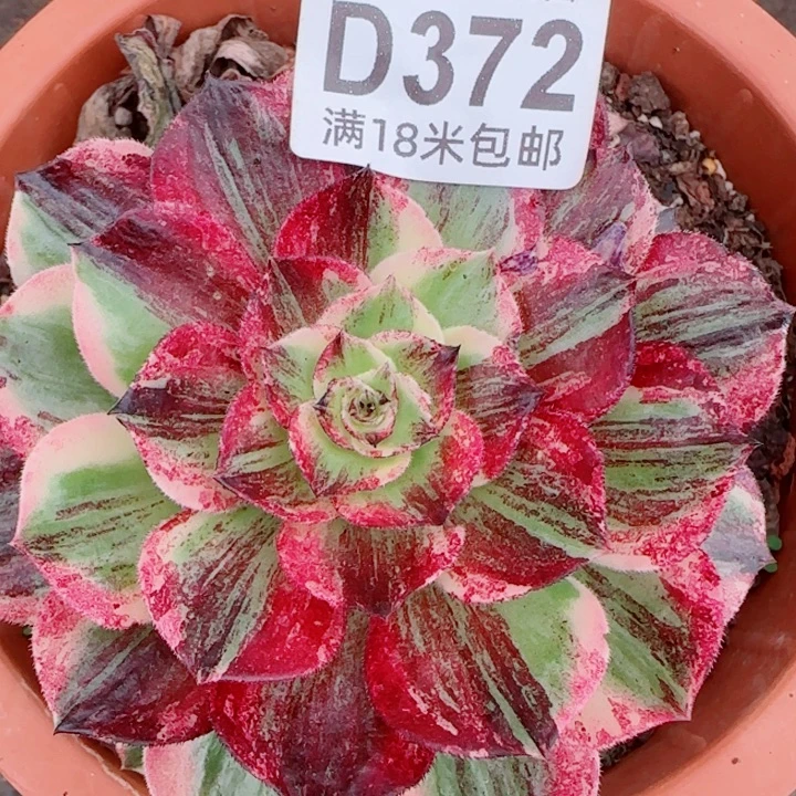 多肉法师伯爵天骄