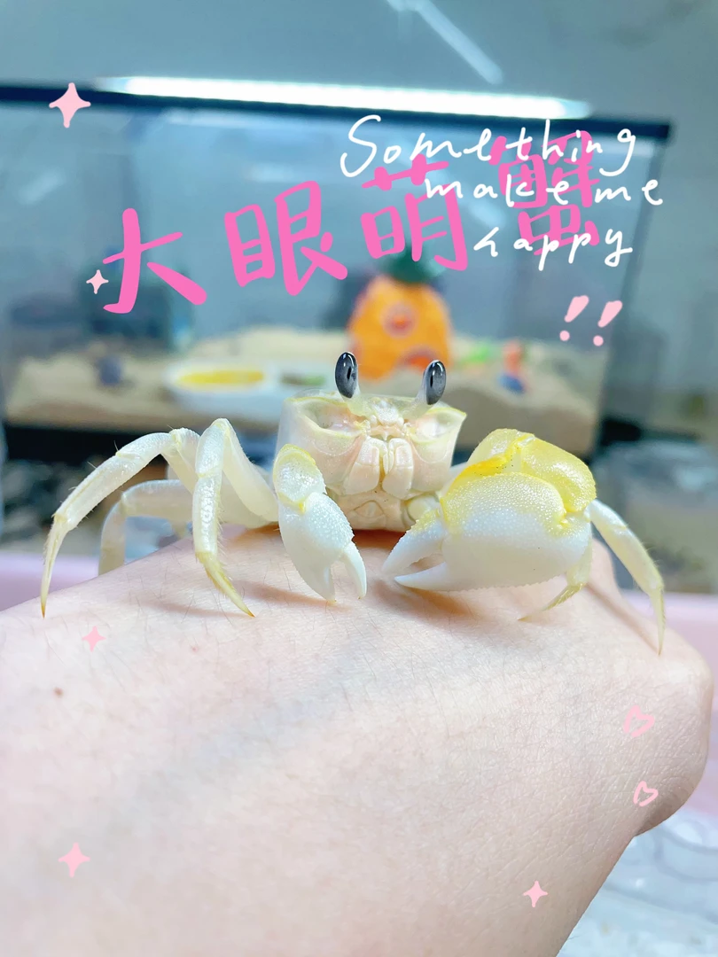 中华沙蟹大眼萌蟹懒人首选宠物易养萌宠可爱迷人桌面观赏宠物萌蟹