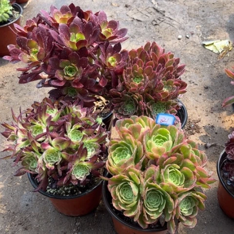 821多肉植物组合