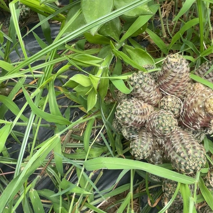 中间丽花仙人球293