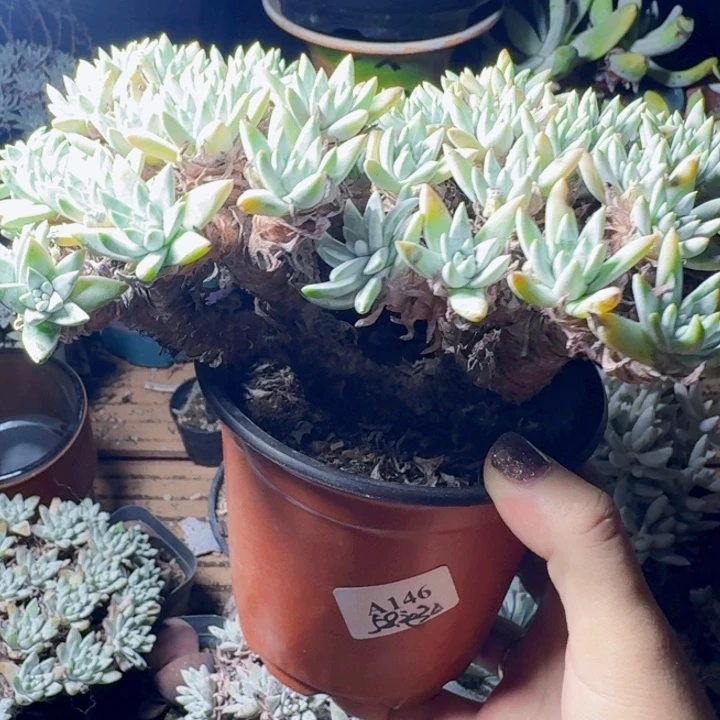 58头白菊一物一拍146