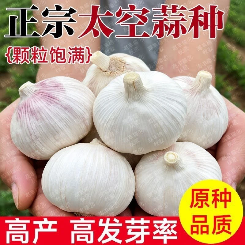 优质蒜种子抽蒜苔大蒜种子蒜种抽蒜苔高产白皮大蒜种子25年新种子