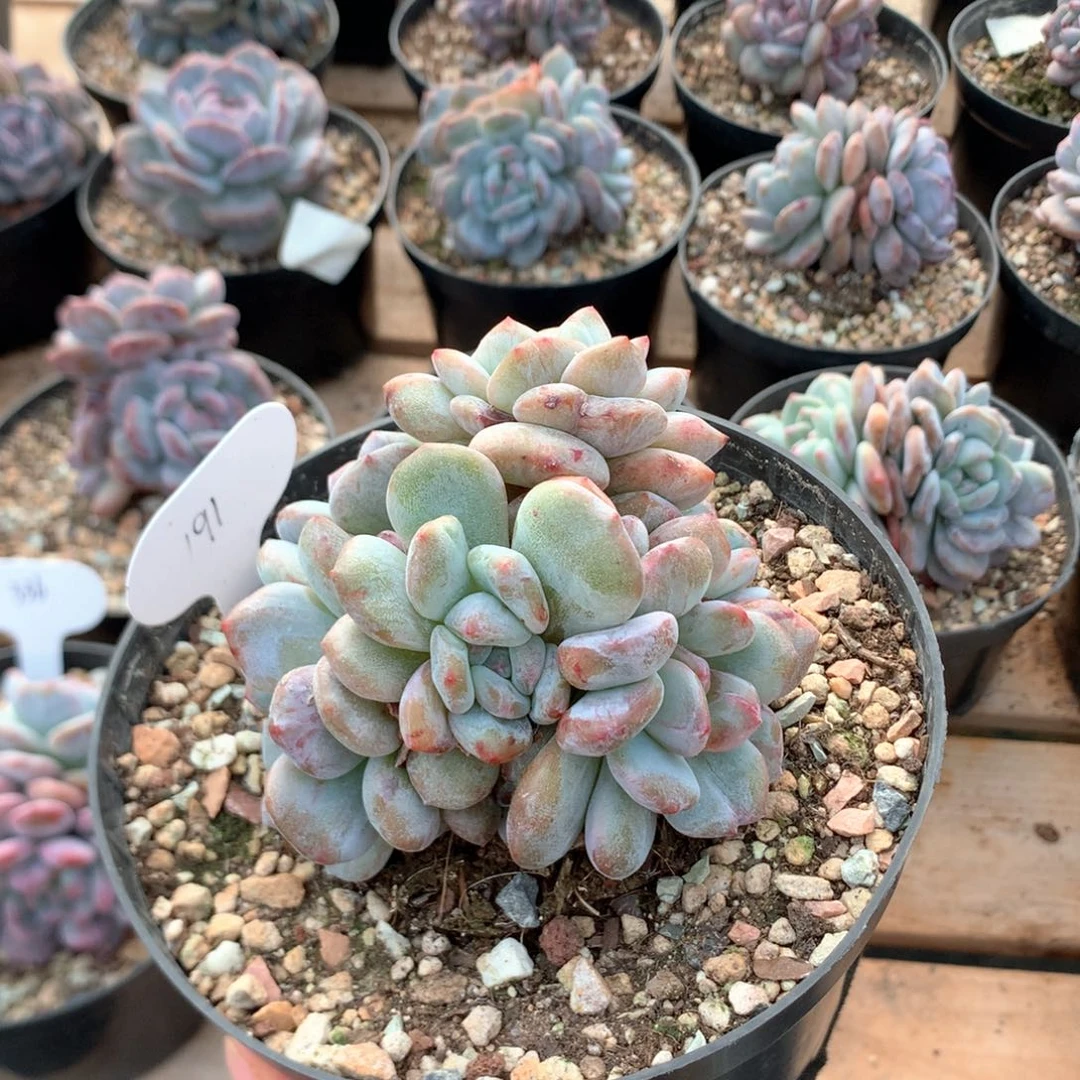 10厘米六头有砍星影小树 191