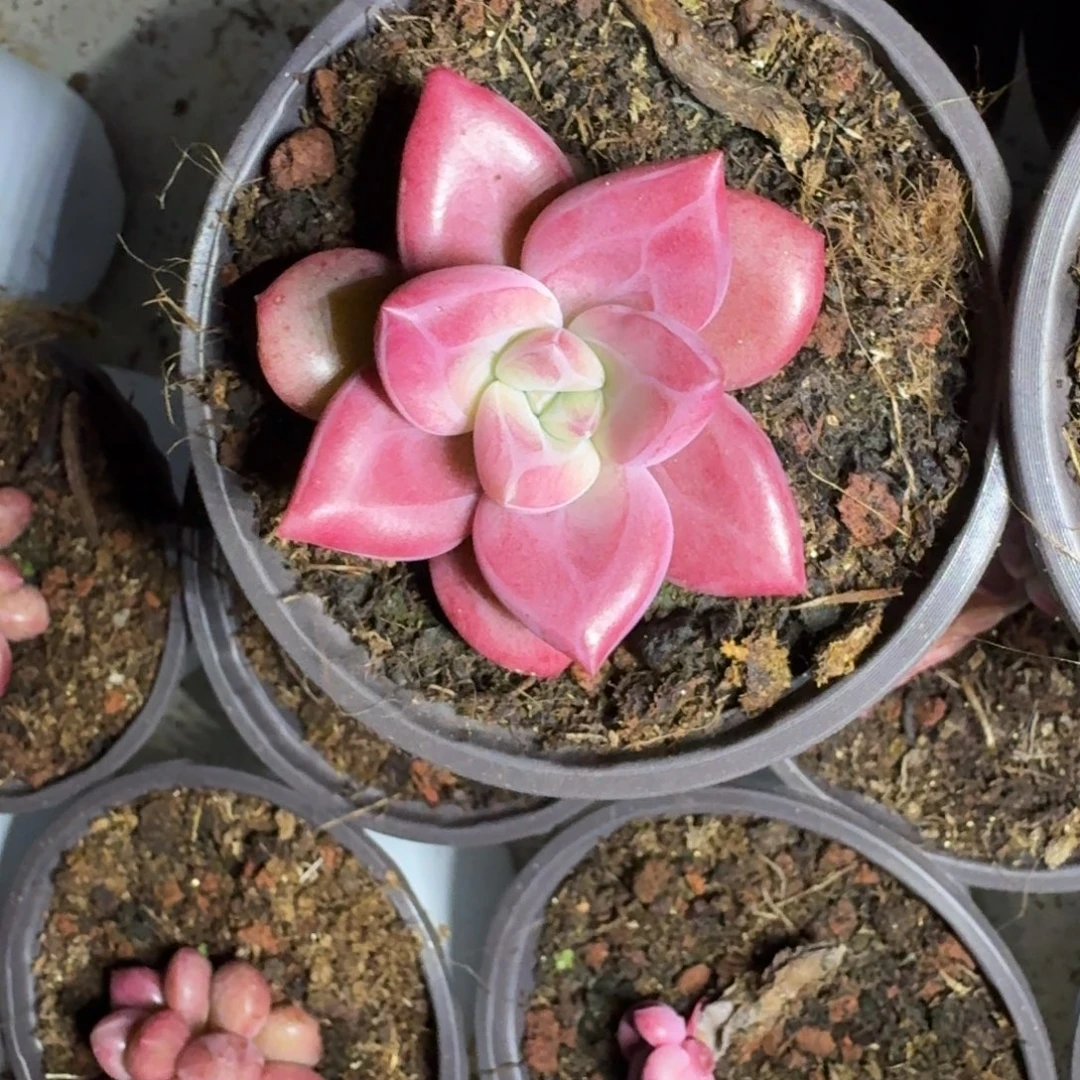 赫菲斯托 单头 一物一拍