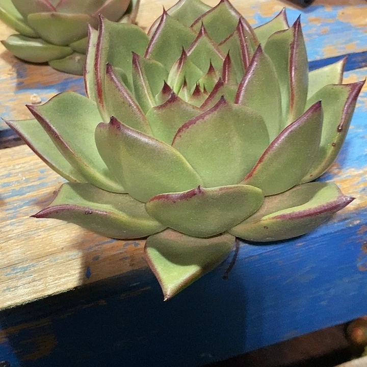 ༄***࿐福利大漏15
