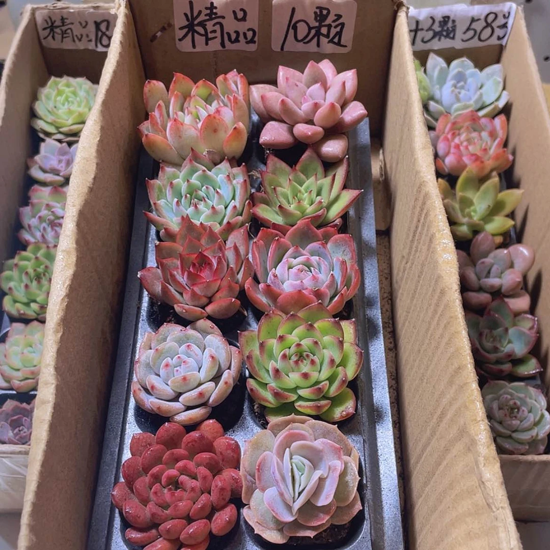 【闪购商品】【量拍】10颗精品多肉约4厘米