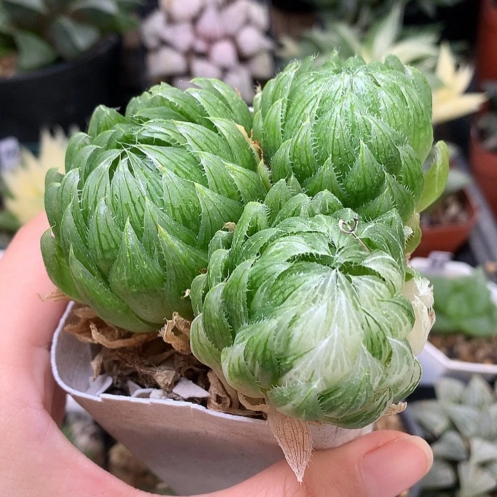 樱水晶玉露锦带盆土ton