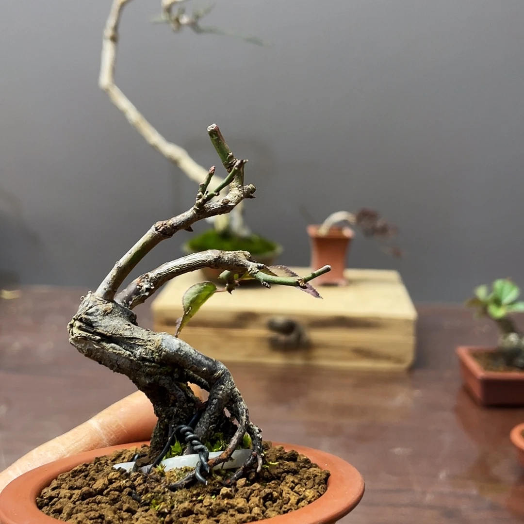 哎***?无花朵梅花开花谢的时候