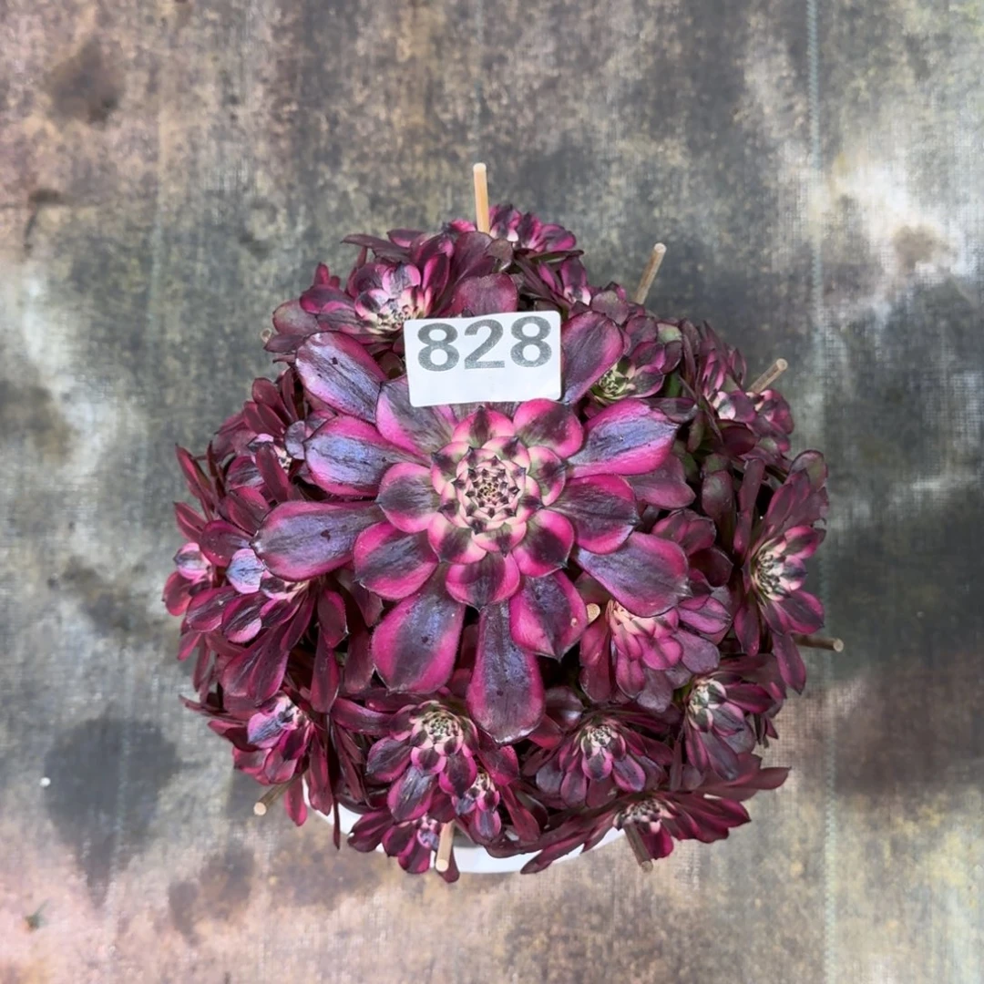 W*828！美姬法师多肉植物