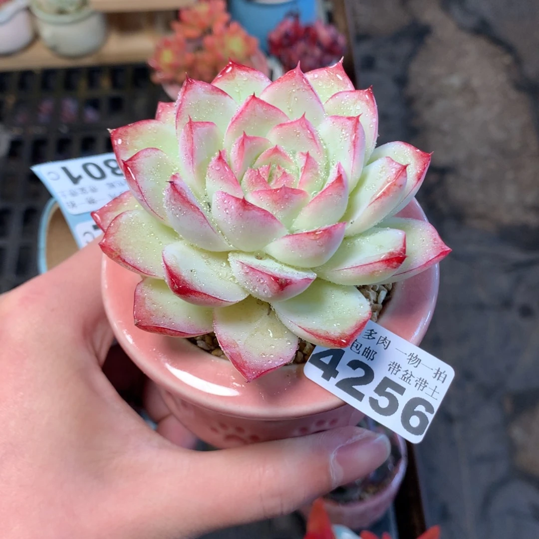 5厘米盆精控多肉4256