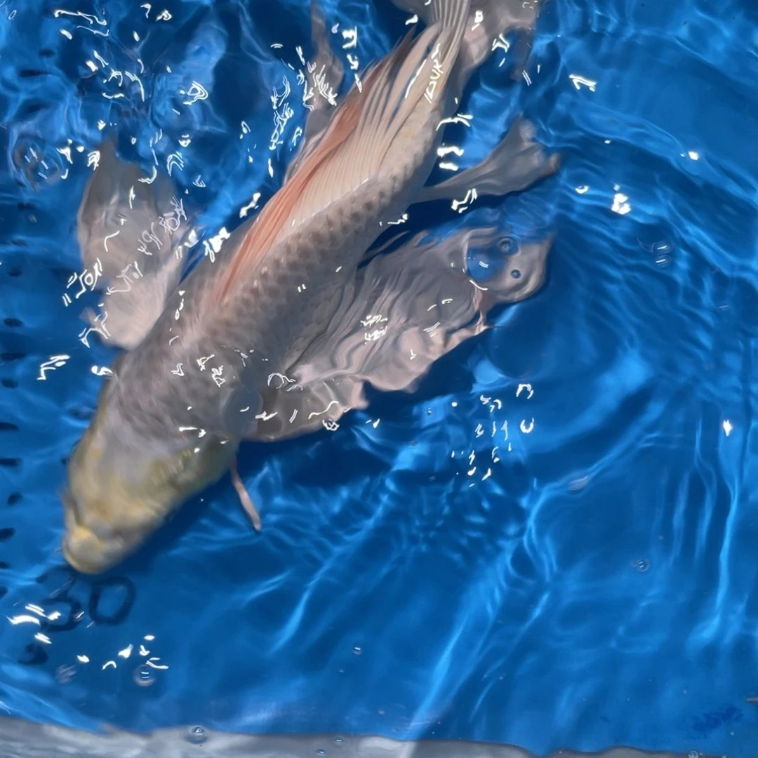锦鲤锦鲤包邮包售后