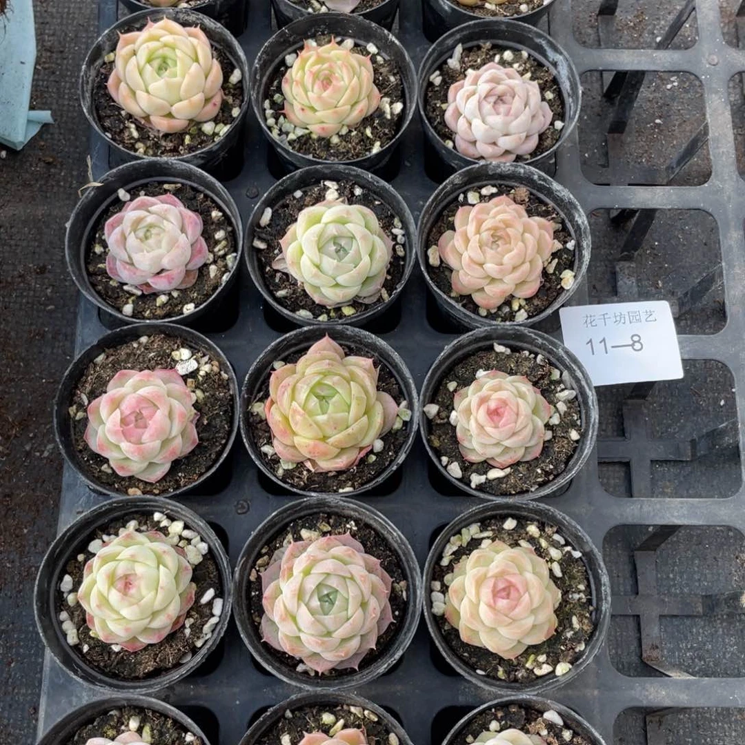 一物一拍18棵11-8