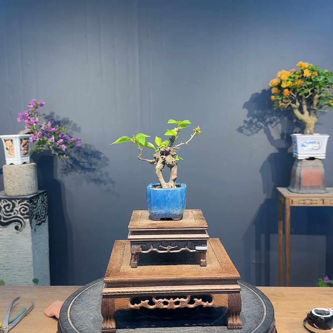 一***刀当前无花朵，栽培后可花朵同安红三角梅  一刀