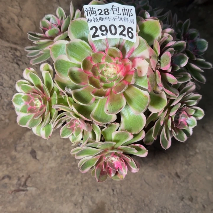 29026南孔雀翎多肉植物