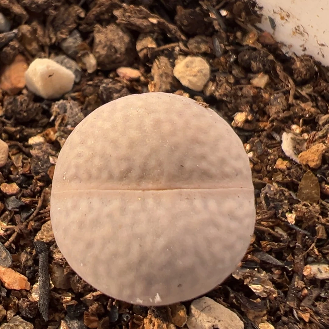 11多肉植物百科高尔夫