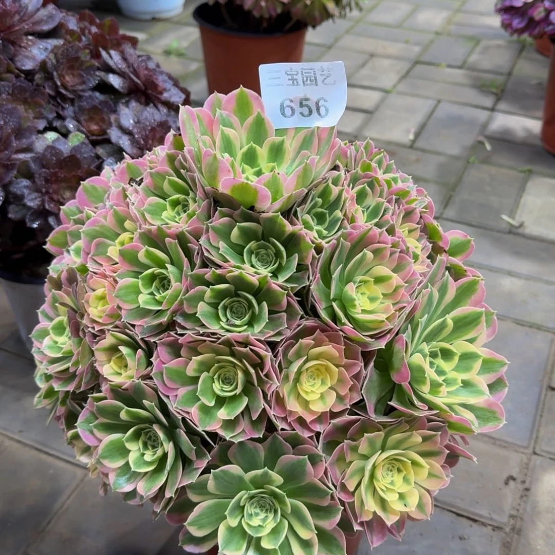 多肉植物656白凤