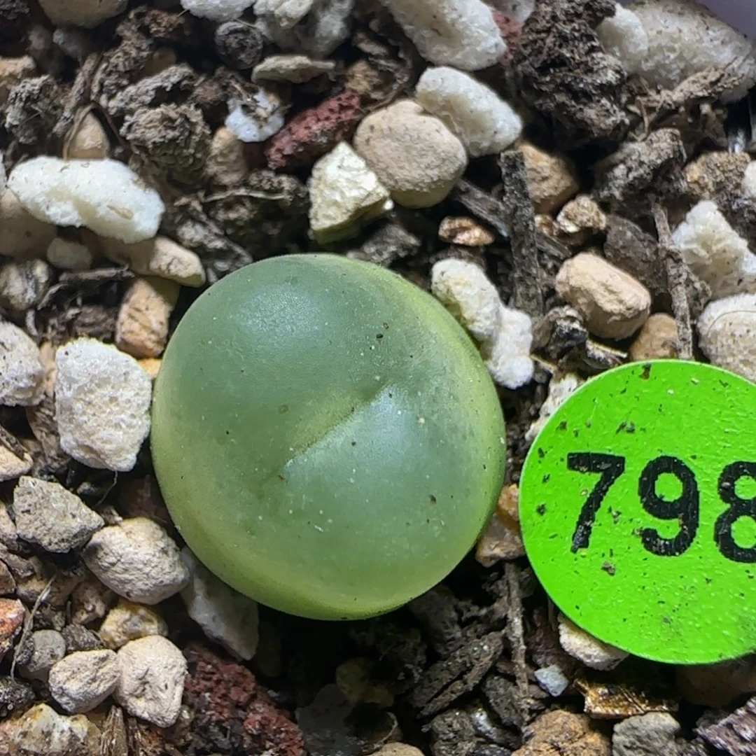拉登1.2+多肉植物798