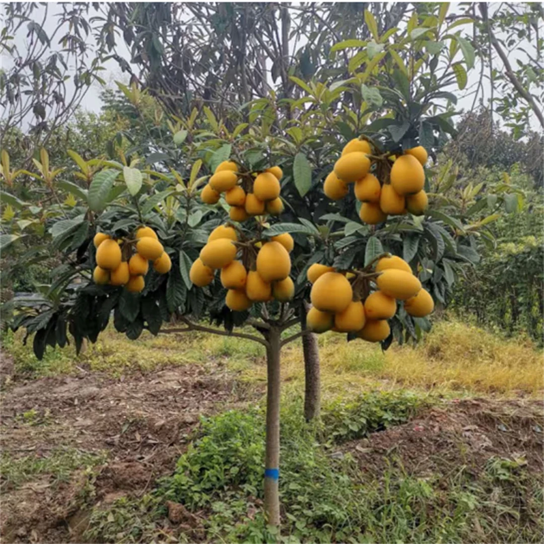 枇杷树苗无核糖砂枇杷苗大五星无核枇杷果苗嫁接庭院种植当年结果