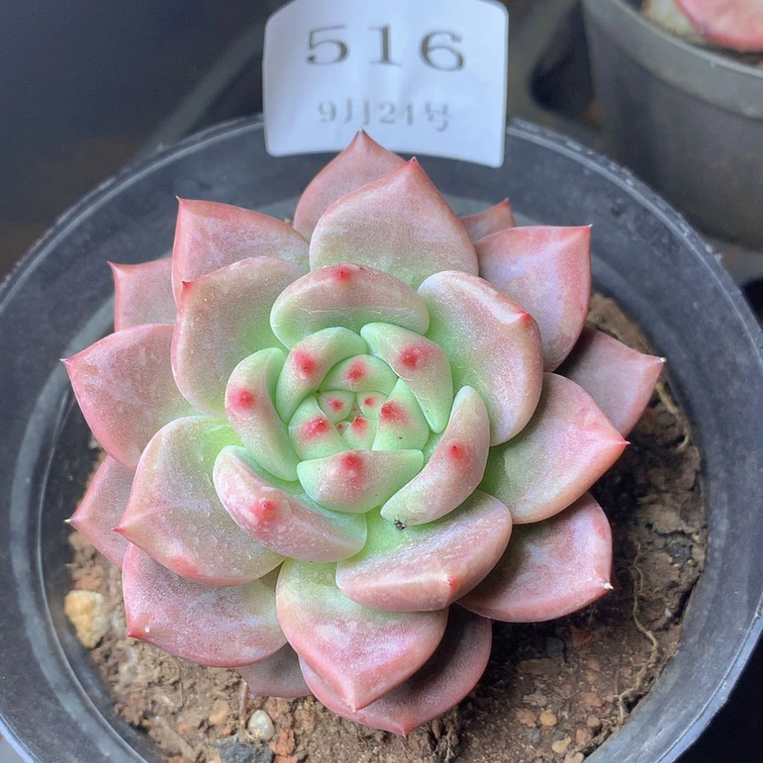 【闪购商品】云516号