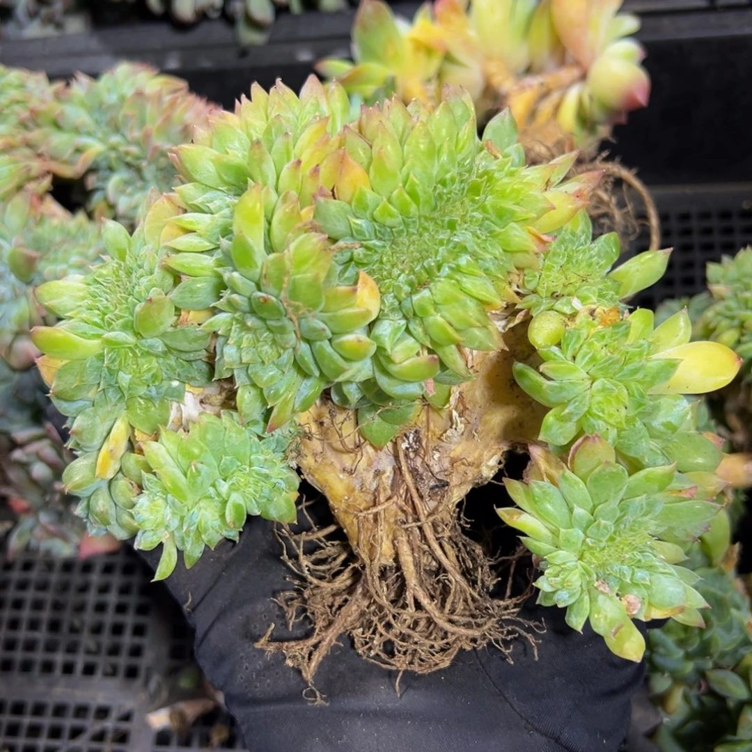 战****橘子汽水冰魄缀微瑕广告