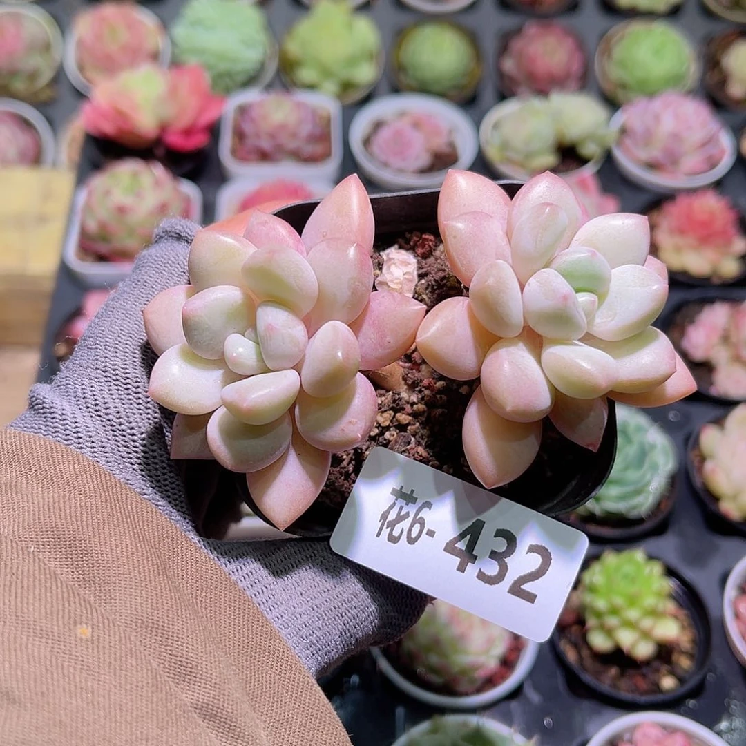 花06-432泡泡糖双头