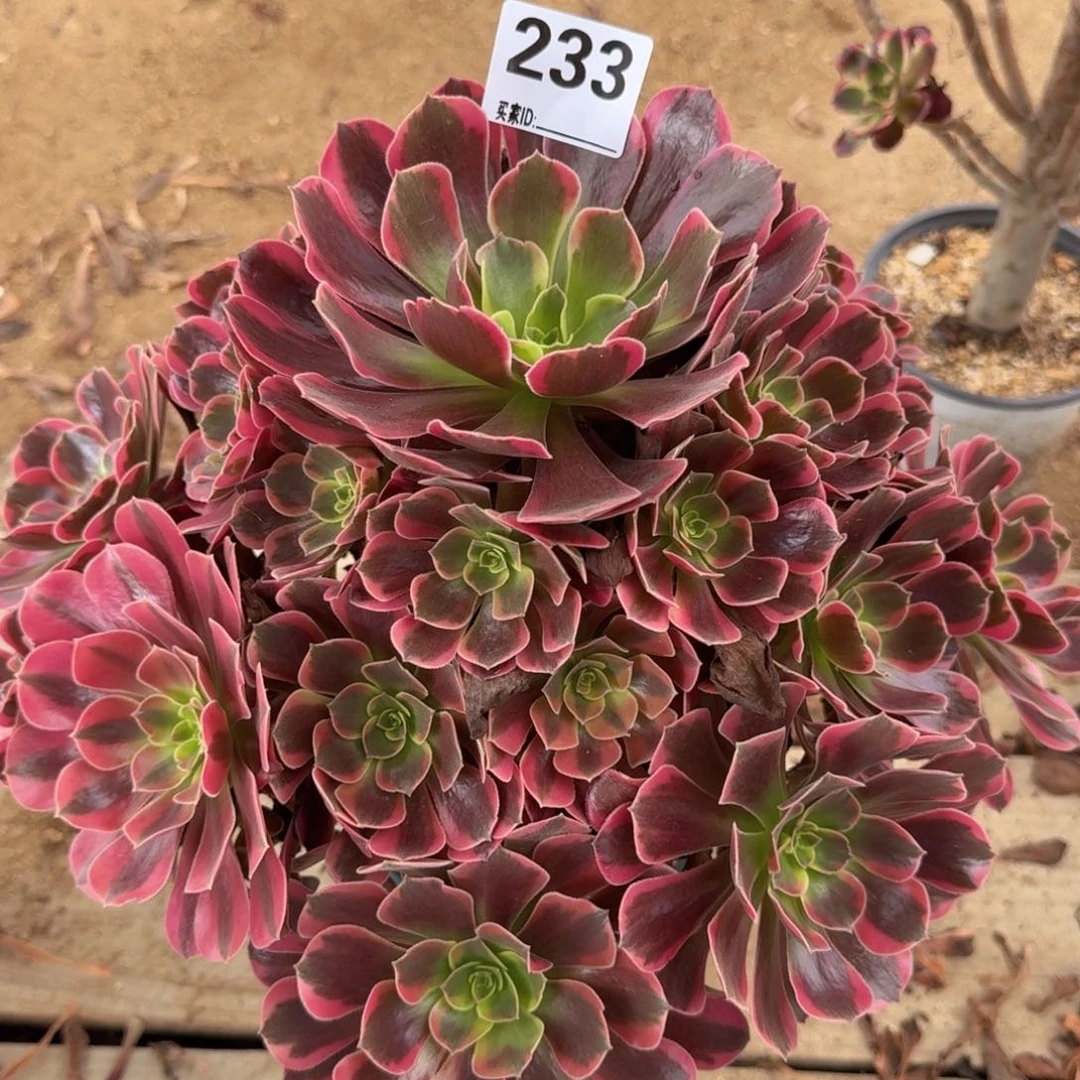 233凤冠多肉植物