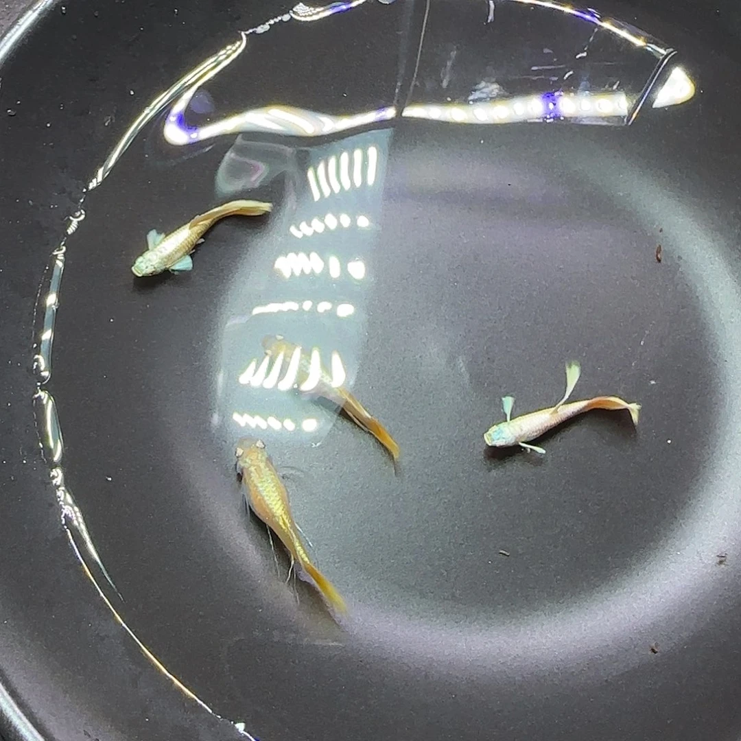 孔雀鱼满鳞黄金，两对！