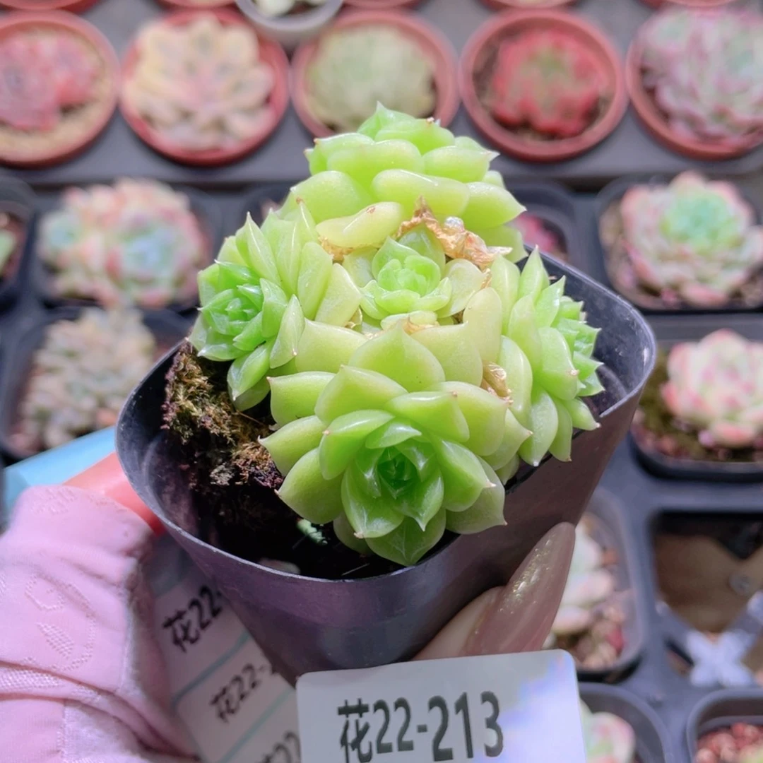 花利美22-213麦秆