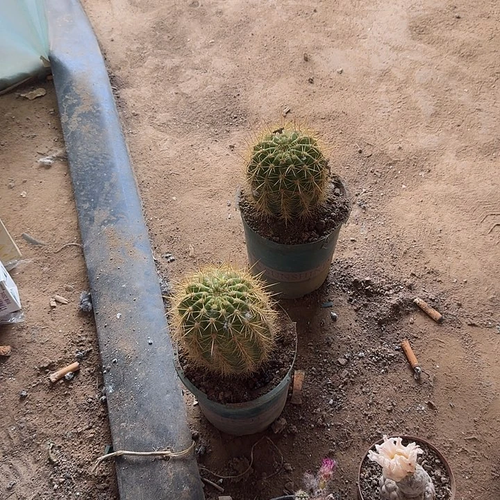 1****痕凤一，世界小姐。魔羽侧芽