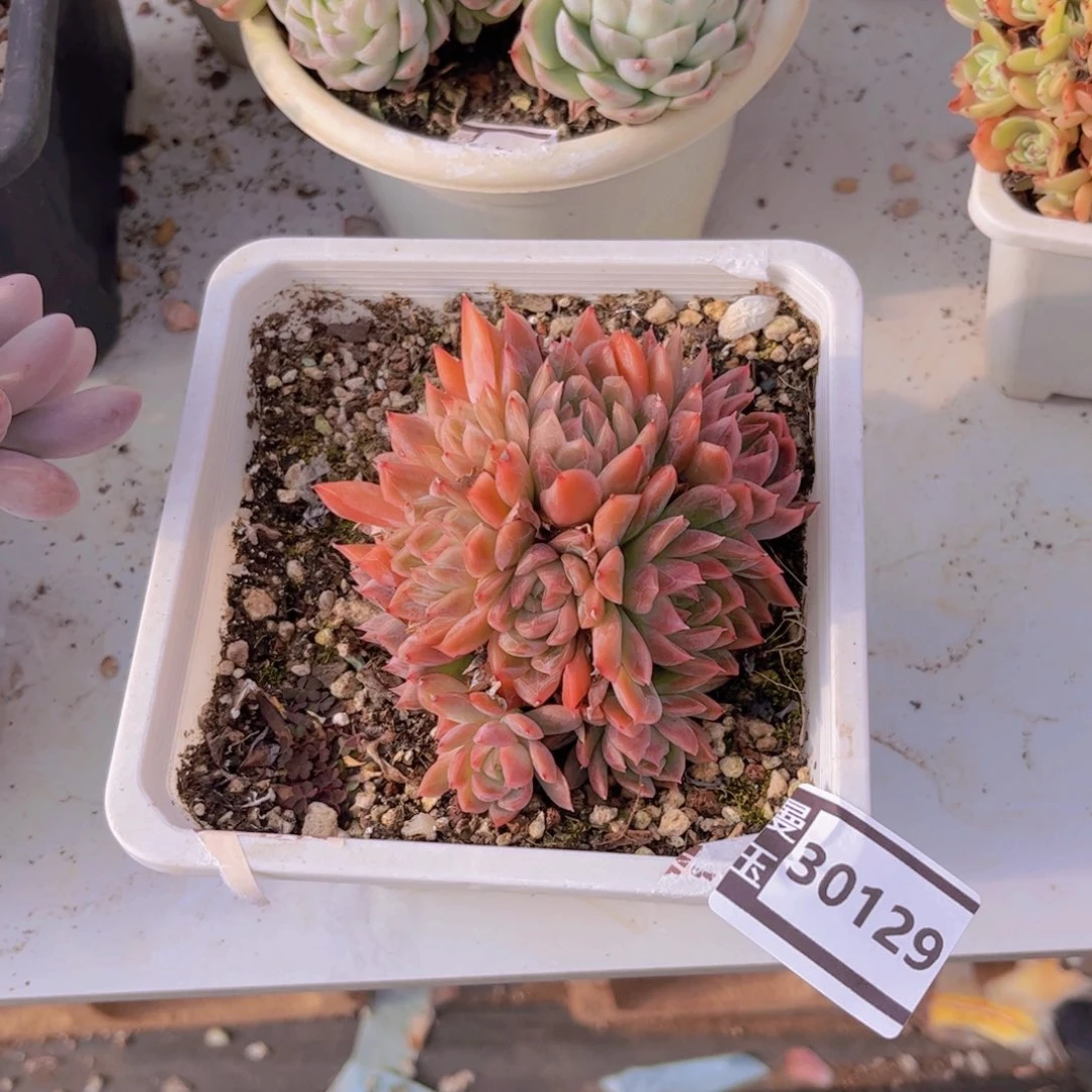 暗纹杂多肉植物30129