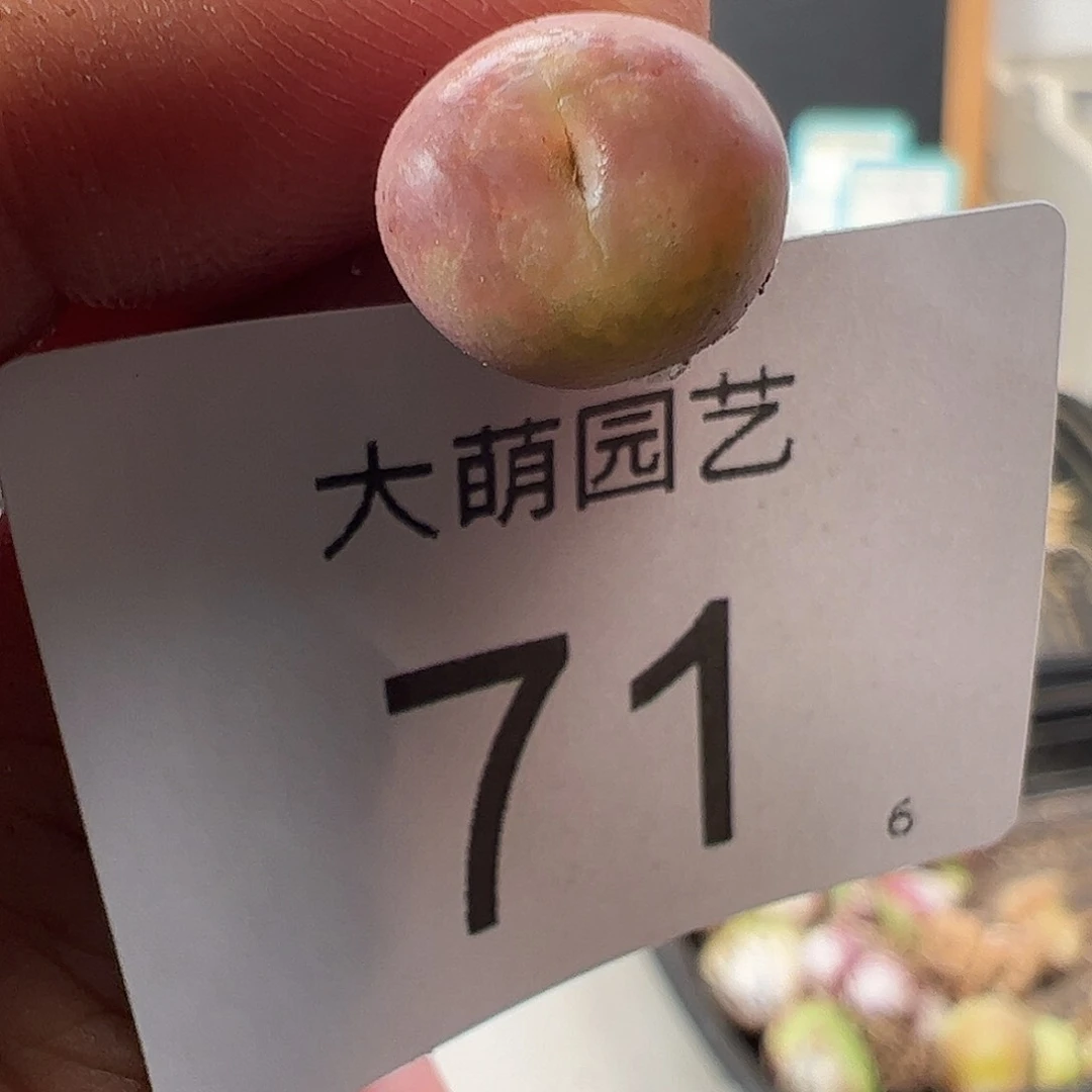 000071 一物一拍……