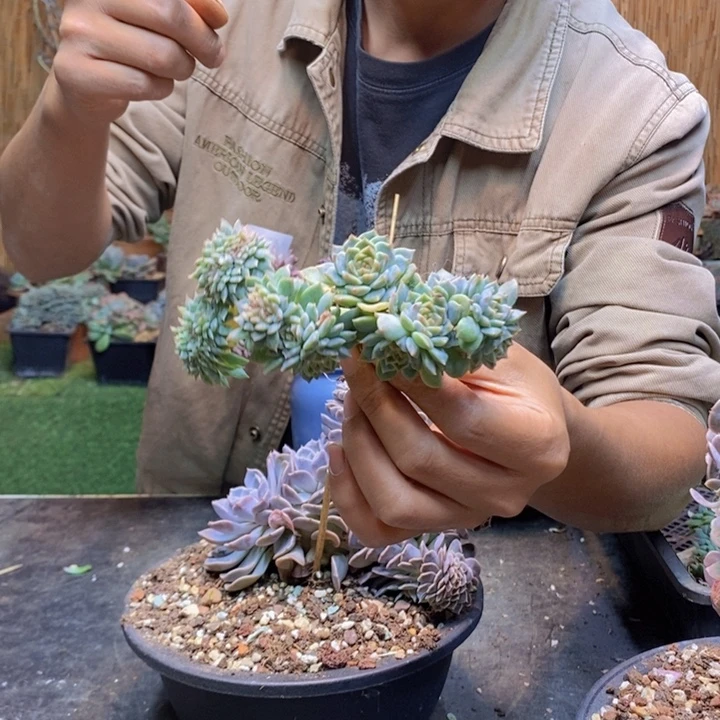 落***花07 号冰魄多肉植物