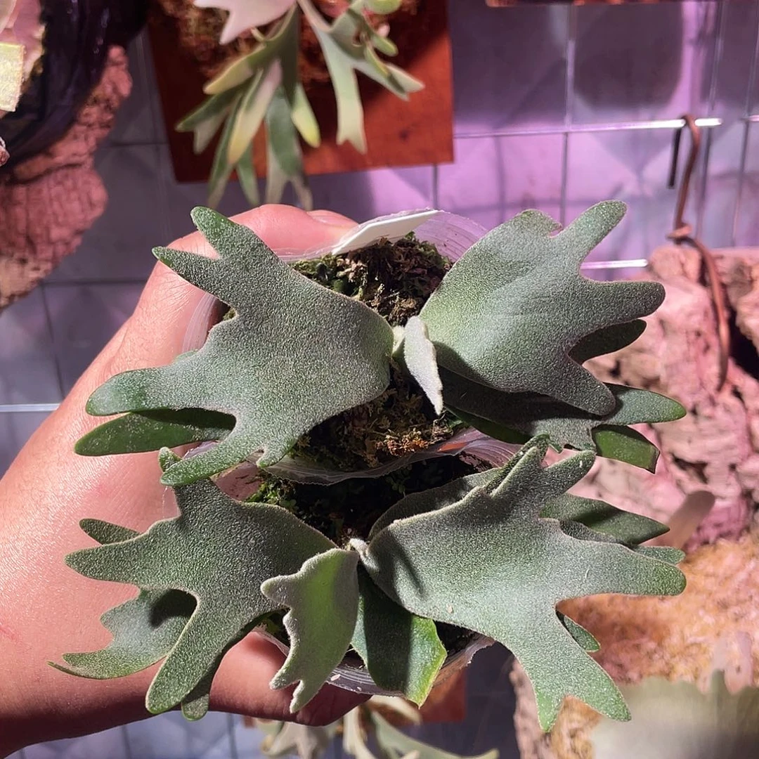 完全开放omg鹿角一棵