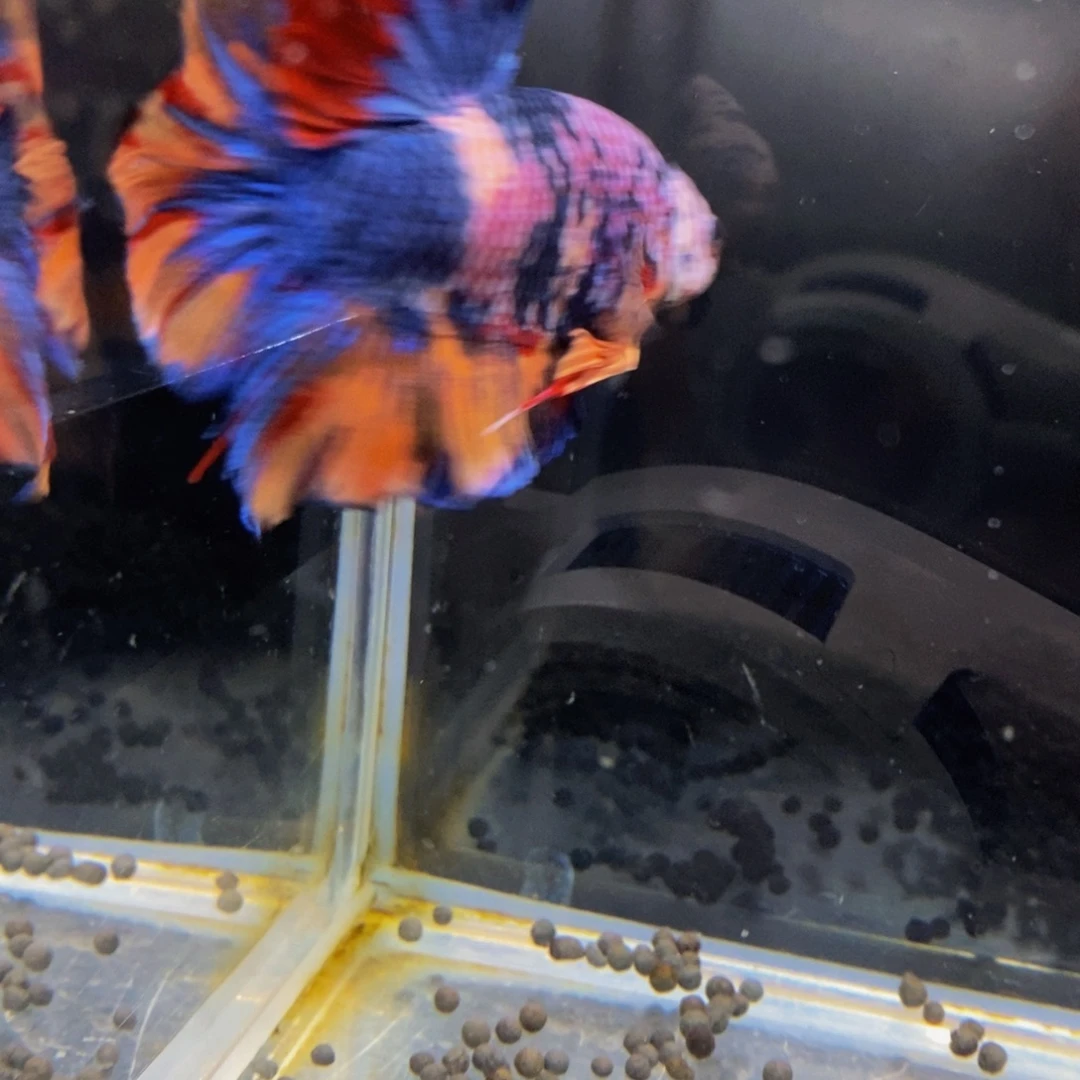 斗鱼203巨斗111111