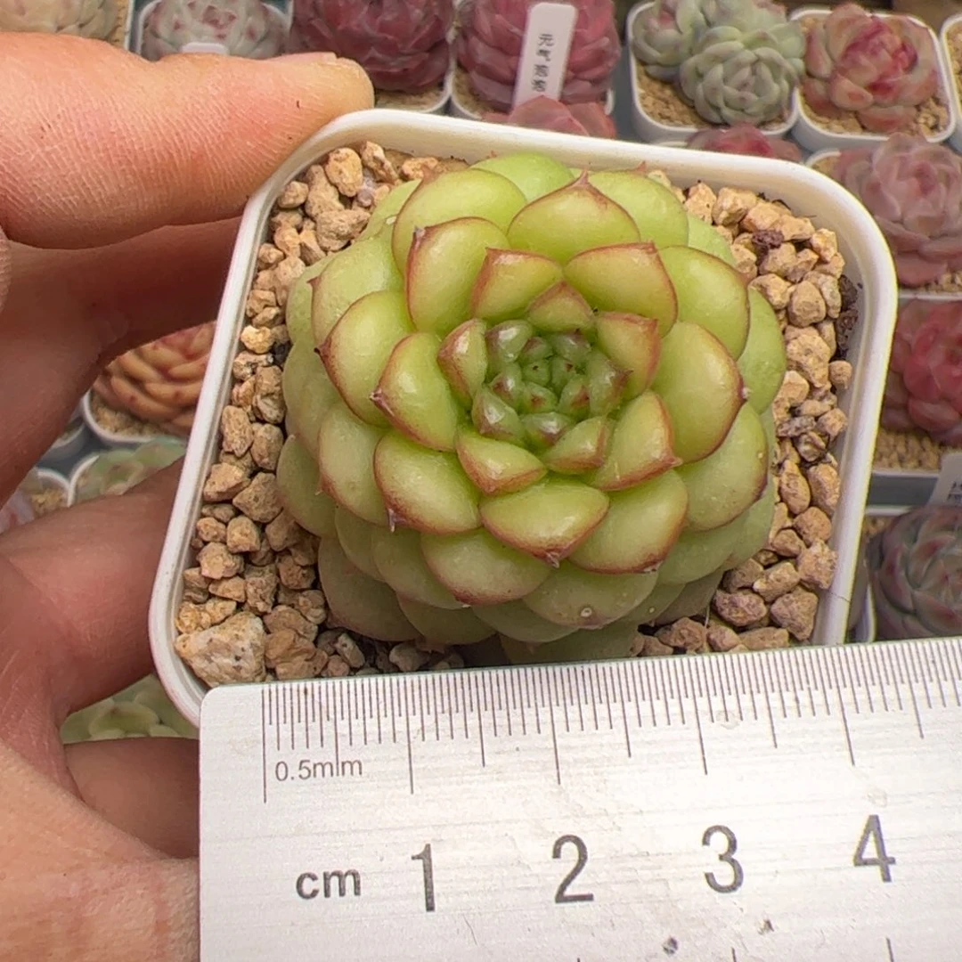 我****?242 多肉植物组合盆栽