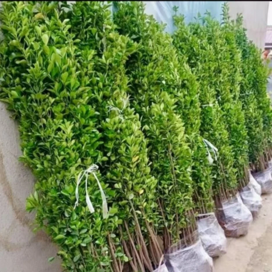 围墙篱笆植物大叶北海道黄杨苗冬青苗四季常青耐寒庭院绿篱树苗