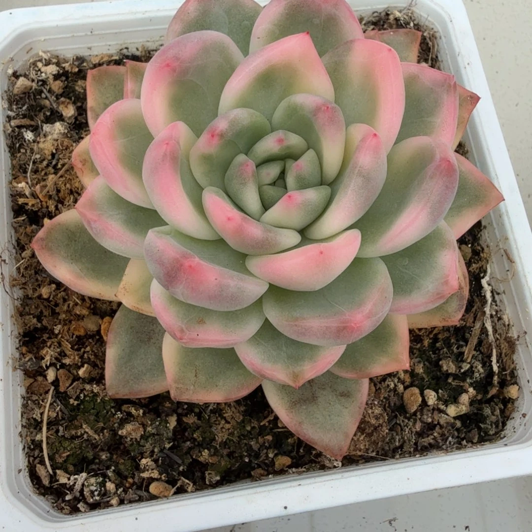 冰月亮 安吉园艺锦